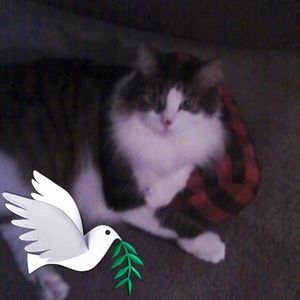 Meet your Posher, Mindy